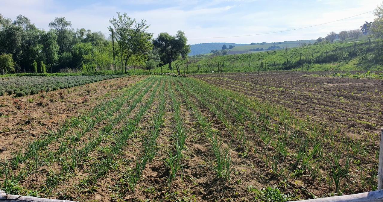 Pensiunea Sonnenhof Sighişoara Exteriér fotografie